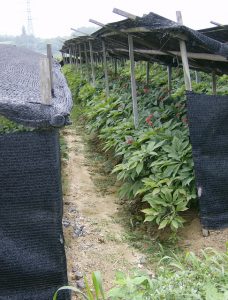 Ginseng Cultivation