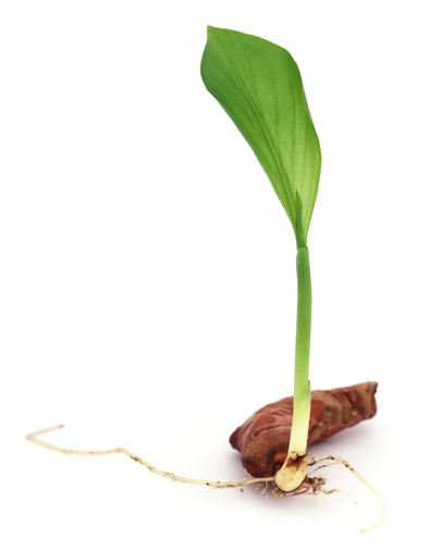 Turmeric Plant