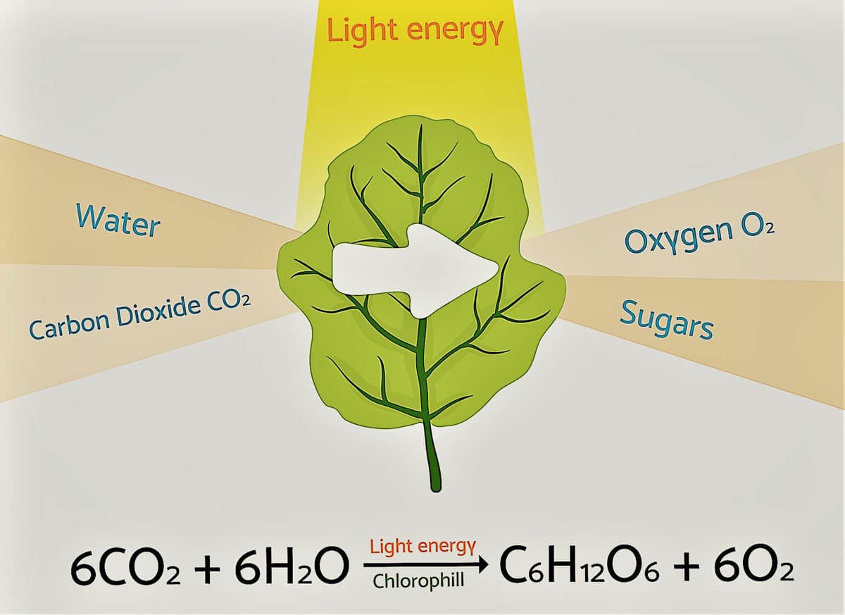 Chemical Reaction