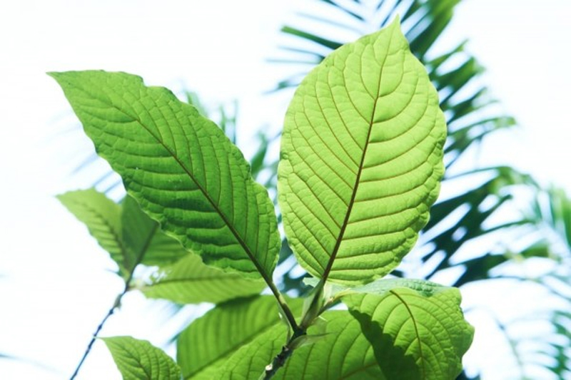can kratom keep a person energized