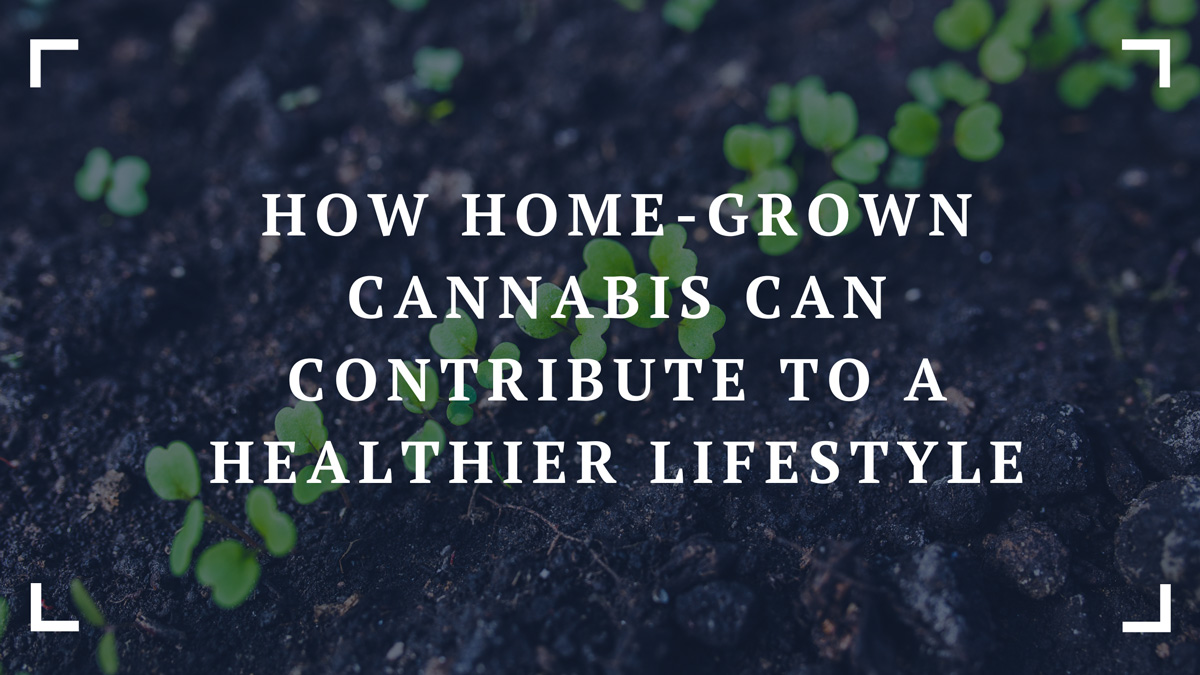 how home grown cannabis can contribute to a healthier lifestyle