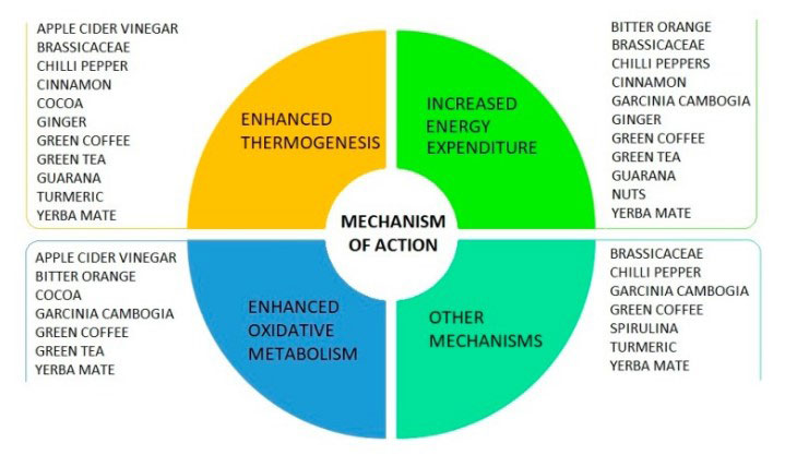 harnessing the power of proper nutrition